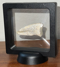 Load image into Gallery viewer, Rare Struthiomimus Fossil Claw from the Hell Creek 2.05 Inches! No Repair