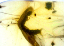 Load image into Gallery viewer, Dinosaur age Burmite Fossil AMBER with rare EARWIG! TESTED FOR AUTHENTICITY!!