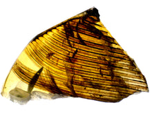 Load image into Gallery viewer, Dinosaur age Burmite Fossil AMBER with Large SUPER RARE FEATHER! 12 MM! TESTED FOR AUTHENTICITY!!