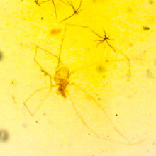 Load image into Gallery viewer, GEM Dinosaur age Burmite Fossil AMBER with PRISTINE SUPER RARE FEATHER and numerous ARACHNIDS! TESTED FOR AUTHENTICITY!!