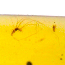 Load image into Gallery viewer, GEM Dinosaur age Burmite Fossil AMBER with PRISTINE SUPER RARE FEATHER and numerous ARACHNIDS! TESTED FOR AUTHENTICITY!!