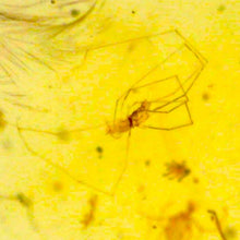 Load image into Gallery viewer, GEM Dinosaur age Burmite Fossil AMBER with PRISTINE SUPER RARE FEATHER and numerous ARACHNIDS! TESTED FOR AUTHENTICITY!!