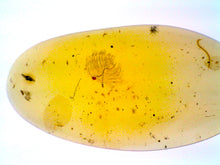 Load image into Gallery viewer, GEM Dinosaur age Burmite Fossil AMBER with PRISTINE SUPER RARE FEATHER and numerous ARACHNIDS! TESTED FOR AUTHENTICITY!!