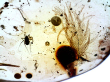 Load image into Gallery viewer, GEM Dinosaur age Burmite Fossil AMBER with PRISTINE SUPER RARE FEATHER 5 mm! TESTED FOR AUTHENTICITY!!