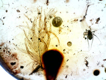 Load image into Gallery viewer, GEM Dinosaur age Burmite Fossil AMBER with PRISTINE SUPER RARE FEATHER 5 mm! TESTED FOR AUTHENTICITY!!