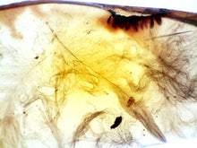 Load image into Gallery viewer, GEM Dinosaur age Burmite Fossil AMBER with 5 HUGE PRISTINE SUPER RARE FEATHERS 9 mm! TESTED FOR AUTHENTICITY!!