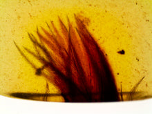Load image into Gallery viewer, GEM Dinosaur age Burmite Fossil AMBER with SUPER RARE PRISTINE FEATHER CLUSTER! TESTED FOR AUTHENTICITY!!