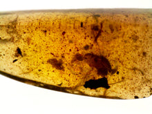 Load image into Gallery viewer, Dinosaur age Burmite Fossil AMBER with SUPER RARE FEATHER! TESTED FOR AUTHENTICITY!!