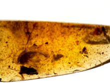 Load image into Gallery viewer, Dinosaur age Burmite Fossil AMBER with SUPER RARE FEATHER! TESTED FOR AUTHENTICITY!!