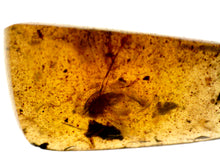 Load image into Gallery viewer, Dinosaur age Burmite Fossil AMBER with SUPER RARE FEATHER! TESTED FOR AUTHENTICITY!!