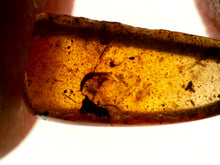 Load image into Gallery viewer, Dinosaur age Burmite Fossil AMBER with SUPER RARE FEATHER! TESTED FOR AUTHENTICITY!!