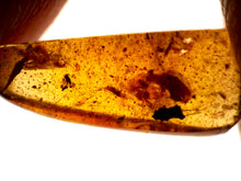 Load image into Gallery viewer, Dinosaur age Burmite Fossil AMBER with SUPER RARE FEATHER! TESTED FOR AUTHENTICITY!!