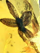 Load image into Gallery viewer, GEM QUALITY Dinosaur age Burmite AMBER with a Rare Five Petal FLOWER! TESTED FOR AUTHENTICITY!!