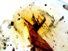 Load image into Gallery viewer, GEM QUALITY Dinosaur age Burmite AMBER with a Rare FLOWER! TESTED FOR AUTHENTICITY!!