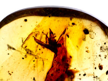 Load image into Gallery viewer, GEM QUALITY Dinosaur age Burmite AMBER with a Rare FLOWER! TESTED FOR AUTHENTICITY!!