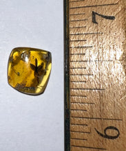 Load image into Gallery viewer, GEM QUALITY Dinosaur age Burmite AMBER with a Rare Five Petal FLOWER! TESTED FOR AUTHENTICITY!!