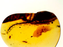 Load image into Gallery viewer, GEM QUALITY Dinosaur age Burmite AMBER with a Rare Algal "Flower" ELECTROPHYCUS! TESTED FOR AUTHENTICITY!!