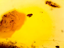 Load image into Gallery viewer, GEM QUALITY Dinosaur age Burmite AMBER with a Rare Algal "Flower" ELECTROPHYCUS! TESTED FOR AUTHENTICITY!!