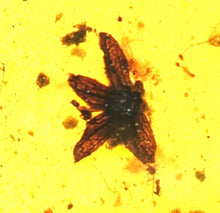 Load image into Gallery viewer, GEM QUALITY Dinosaur age Burmite AMBER with SIX!!! Rare Five Petal FLOWERS! PREHISTORIC BOUQUET!! TESTED FOR AUTHENTICITY!!