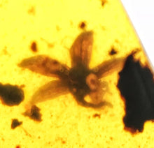 Load image into Gallery viewer, GEM QUALITY Dinosaur age Burmite AMBER with SIX!!! Rare Five Petal FLOWERS! PREHISTORIC BOUQUET!! TESTED FOR AUTHENTICITY!!