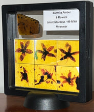 Load image into Gallery viewer, GEM QUALITY Dinosaur age Burmite AMBER with SIX!!! Rare Five Petal FLOWERS! PREHISTORIC BOUQUET!! TESTED FOR AUTHENTICITY!!