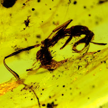 Load image into Gallery viewer, Dinosaur age Burmite Fossil AMBER with rare HELL ANT! TESTED FOR AUTHENTICITY!!