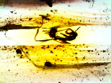 Load image into Gallery viewer, Dinosaur age Burmite Fossil AMBER with rare HELL ANT! TESTED FOR AUTHENTICITY!!