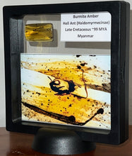 Load image into Gallery viewer, Dinosaur age Burmite Fossil AMBER with rare HELL ANT! TESTED FOR AUTHENTICITY!!