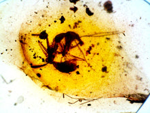Load image into Gallery viewer, Dinosaur age Burmite Fossil AMBER with rare HELL ANT! TESTED FOR AUTHENTICITY!!