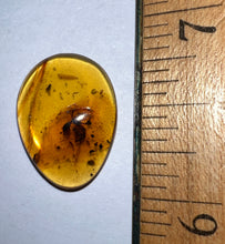 Load image into Gallery viewer, Dinosaur age Burmite Fossil AMBER with rare HELL ANT! TESTED FOR AUTHENTICITY!!