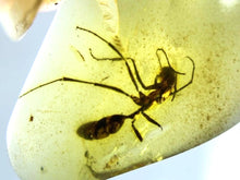 Load image into Gallery viewer, Dinosaur age Burmite Fossil AMBER with rare HELL ANT! TESTED FOR AUTHENTICITY!!