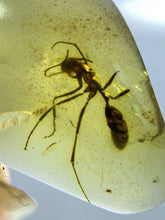 Load image into Gallery viewer, Dinosaur age Burmite Fossil AMBER with rare HELL ANT! TESTED FOR AUTHENTICITY!!