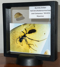 Load image into Gallery viewer, Dinosaur age Burmite Fossil AMBER with rare HELL ANT! TESTED FOR AUTHENTICITY!!