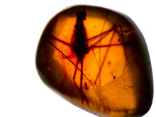 Load image into Gallery viewer, Dinosaur age Burmite Fossil AMBER with a SUPER RARE PREDATORY COCKROACH MANIPULATOR MODIFICAPUTIS! TESTED FOR AUTHENTICITY!!