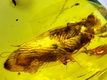 Load image into Gallery viewer, GEM Dinosaur age Burmite Fossil AMBER with a HUGE 10 mm COCKROACH! TESTED FOR AUTHENTICITY!!