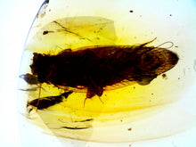 Load image into Gallery viewer, GEM Dinosaur age Burmite Fossil AMBER with a HUGE 10 mm COCKROACH! TESTED FOR AUTHENTICITY!!