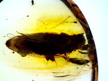 Load image into Gallery viewer, GEM Dinosaur age Burmite Fossil AMBER with a HUGE 10 mm COCKROACH! TESTED FOR AUTHENTICITY!!