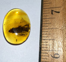 Load image into Gallery viewer, GEM Dinosaur age Burmite Fossil AMBER with a HUGE 10 mm COCKROACH! TESTED FOR AUTHENTICITY!!