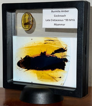 Load image into Gallery viewer, GEM Dinosaur age Burmite Fossil AMBER with a HUGE 10 mm COCKROACH! TESTED FOR AUTHENTICITY!!