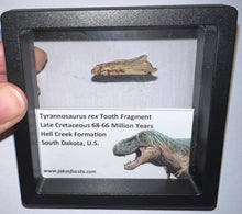 Load image into Gallery viewer, Framed Tyrannosaurus Rex Fossil Tooth Fragments One Per Order