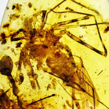 Load image into Gallery viewer, GEM Dinosaur age Burmite Fossil AMBER with super rare WHIP SPIDER! TESTED FOR AUTHENTICITY!!
