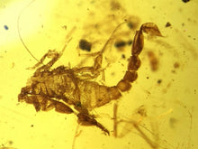 Load image into Gallery viewer, GEM Dinosaur age Burmite Fossil AMBER with a Rare SCORPION! TESTED FOR AUTHENTICITY!!