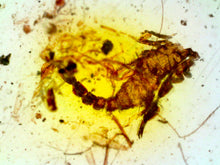Load image into Gallery viewer, GEM Dinosaur age Burmite Fossil AMBER with a Rare SCORPION! TESTED FOR AUTHENTICITY!!