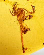 Load image into Gallery viewer, GEM Dinosaur age Burmite Fossil AMBER with a Rare PRISTINE HUGE 11 MM SCORPION! TESTED FOR AUTHENTICITY!!