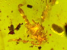 Load image into Gallery viewer, GEM Dinosaur age Burmite Fossil AMBER with a Rare SCORPION! TESTED FOR AUTHENTICITY!!