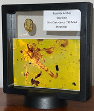 Load image into Gallery viewer, GEM Dinosaur age Burmite Fossil AMBER with a Rare SCORPION! TESTED FOR AUTHENTICITY!!