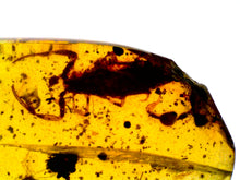 Load image into Gallery viewer, Dinosaur age Burmite Fossil AMBER with a Rare HUGE 11 MM SCORPION! TESTED FOR AUTHENTICITY!!