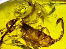 Load image into Gallery viewer, GEM Dinosaur age Burmite Fossil AMBER with a Rare LARGE 8 MM SCORPION! TESTED FOR AUTHENTICITY!!