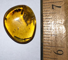 Load image into Gallery viewer, GEM Dinosaur age Burmite Fossil AMBER with a Rare LARGE 8 MM SCORPION! TESTED FOR AUTHENTICITY!!