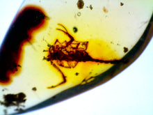 Load image into Gallery viewer, GEM Dinosaur age Burmite Fossil AMBER with a Rare SCORPION! TESTED FOR AUTHENTICITY!!